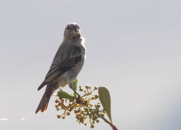 Black-headed Canary - ML645886301