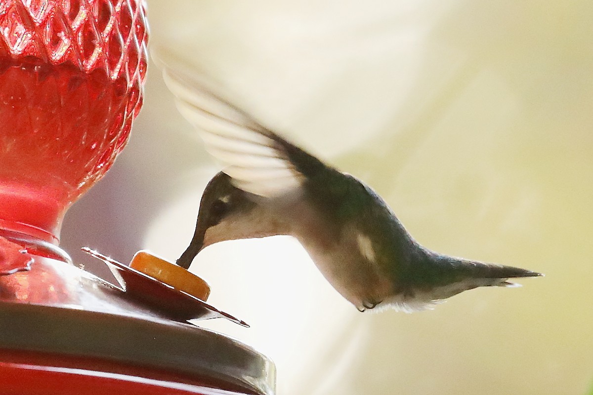 Ruby-throated Hummingbird - ML645886326