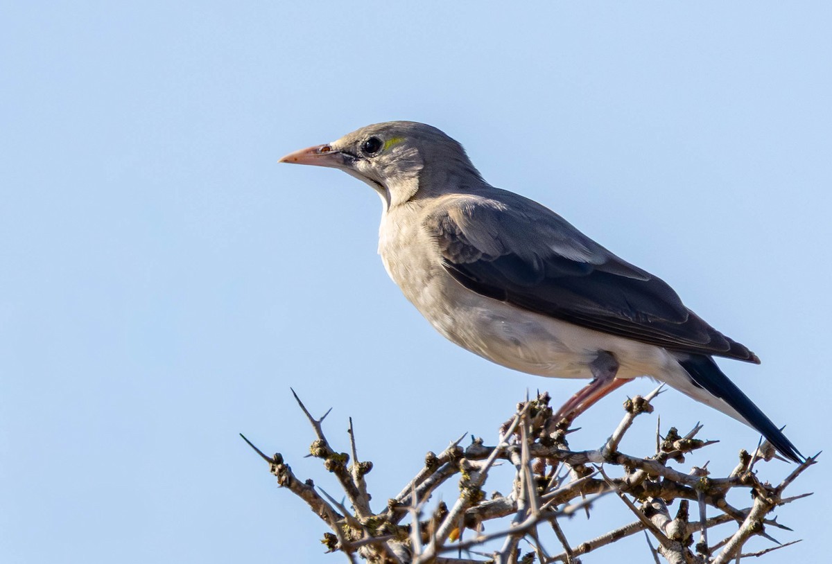 Wattled Starling - ML645886336