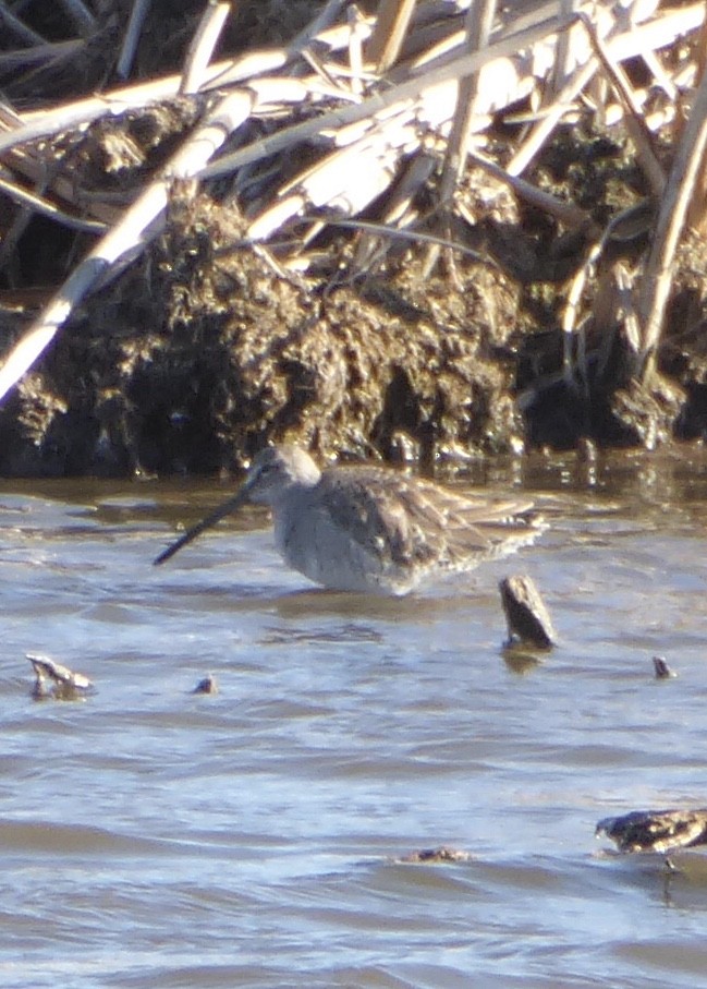 Uzun Gagalı Suçulluğu - ML645886371