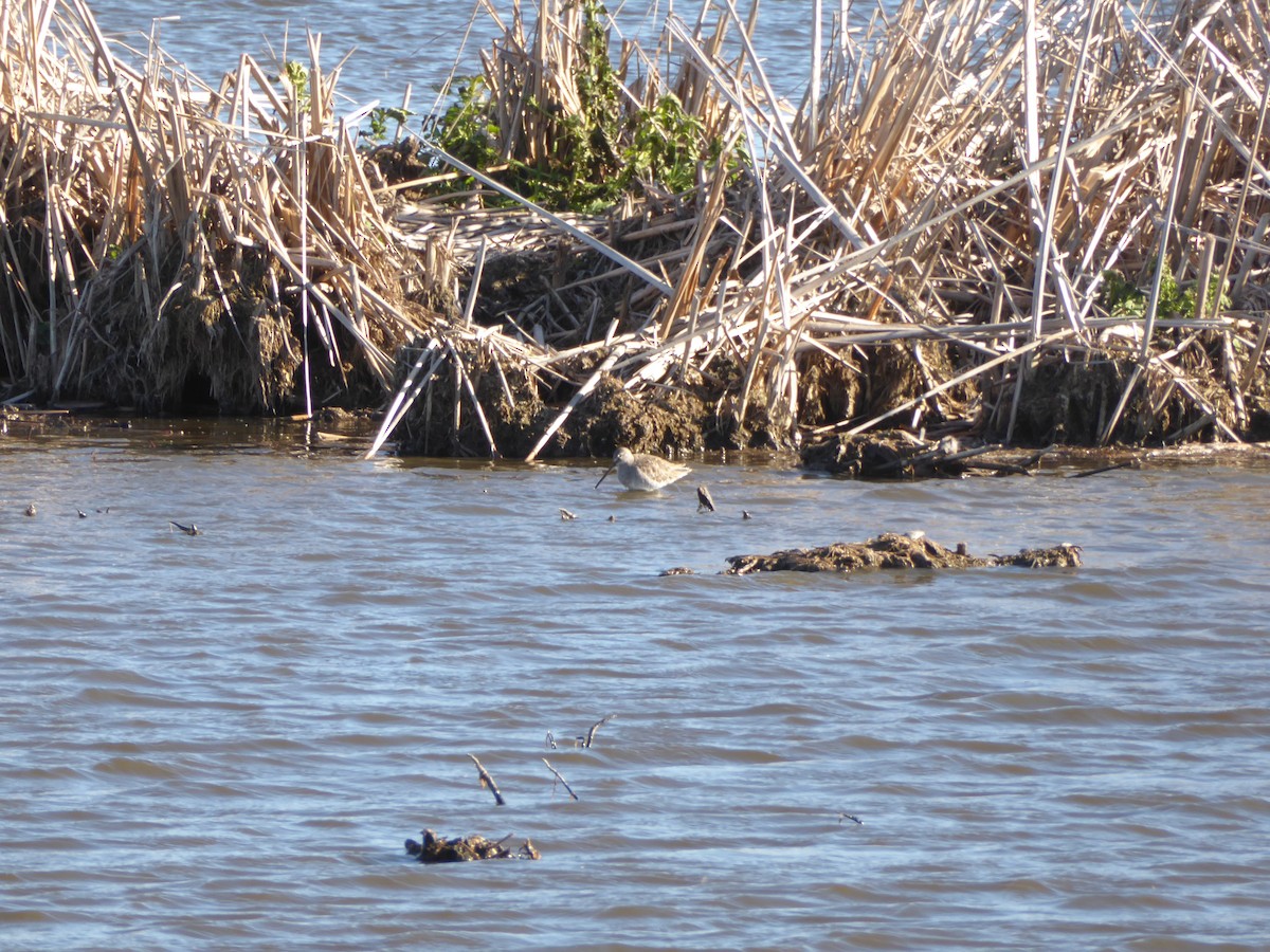 Uzun Gagalı Suçulluğu - ML645886372