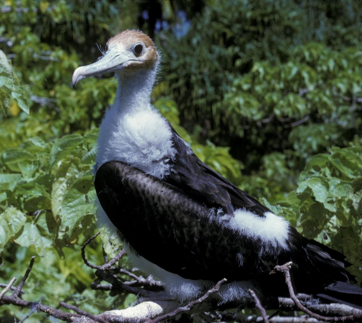 פריגט גדול - ML645886376