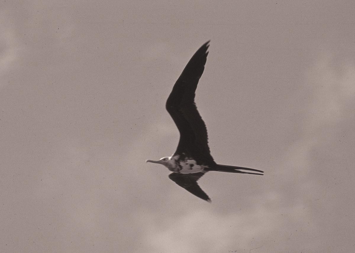 פריגט גדול - ML645886378