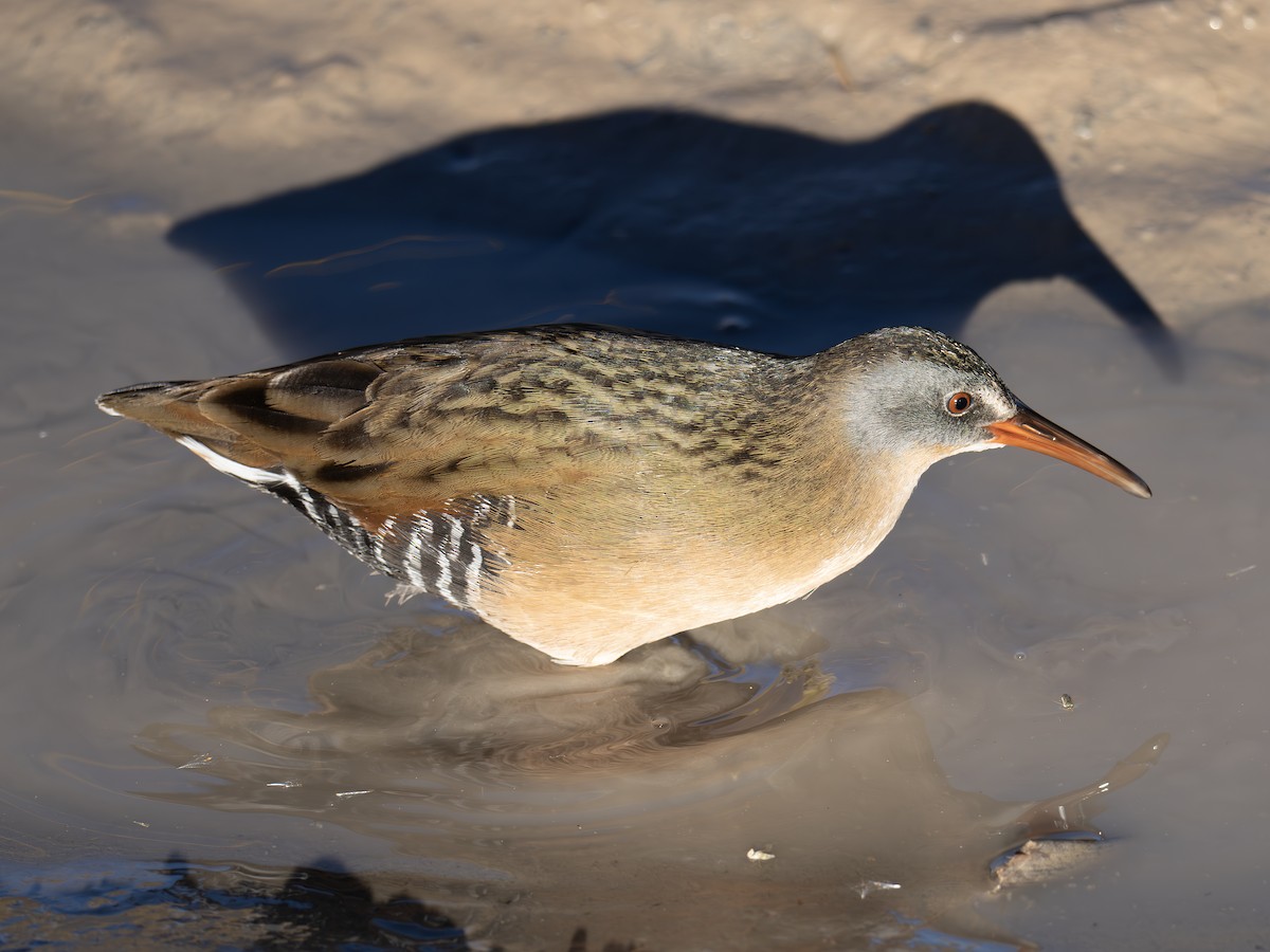 Uroilanda virginiarra - ML645886388