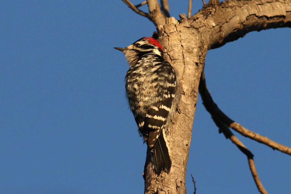 strakapoud osikový x kalifornský (hybrid) - ML645886408
