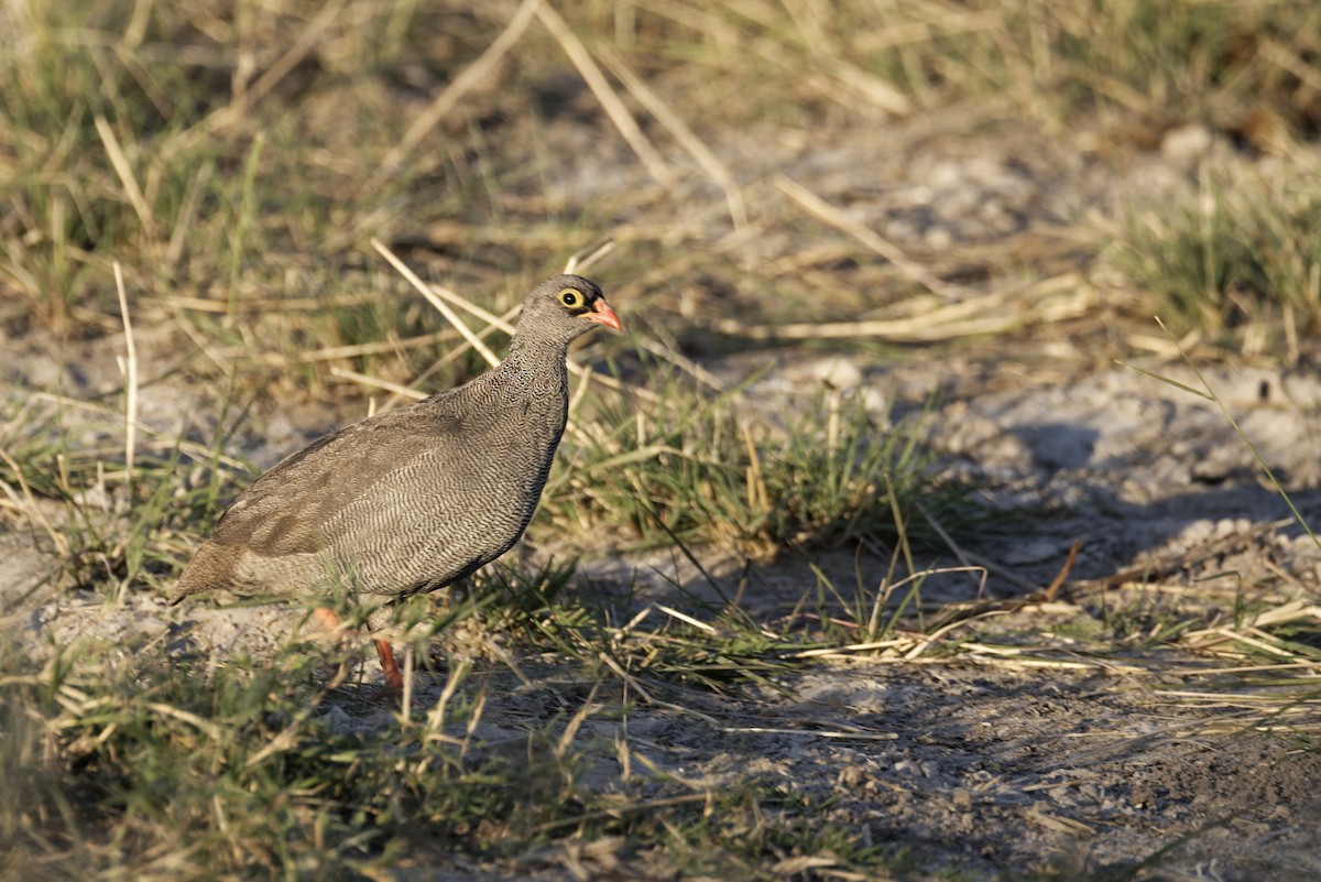 Red-billed Spurfowl - ML645886417