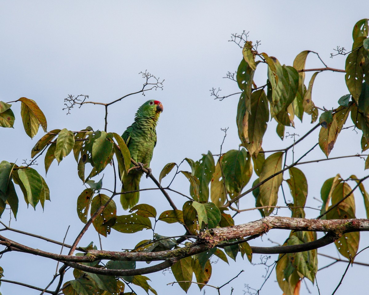 Red-lored Amazon - ML645886418