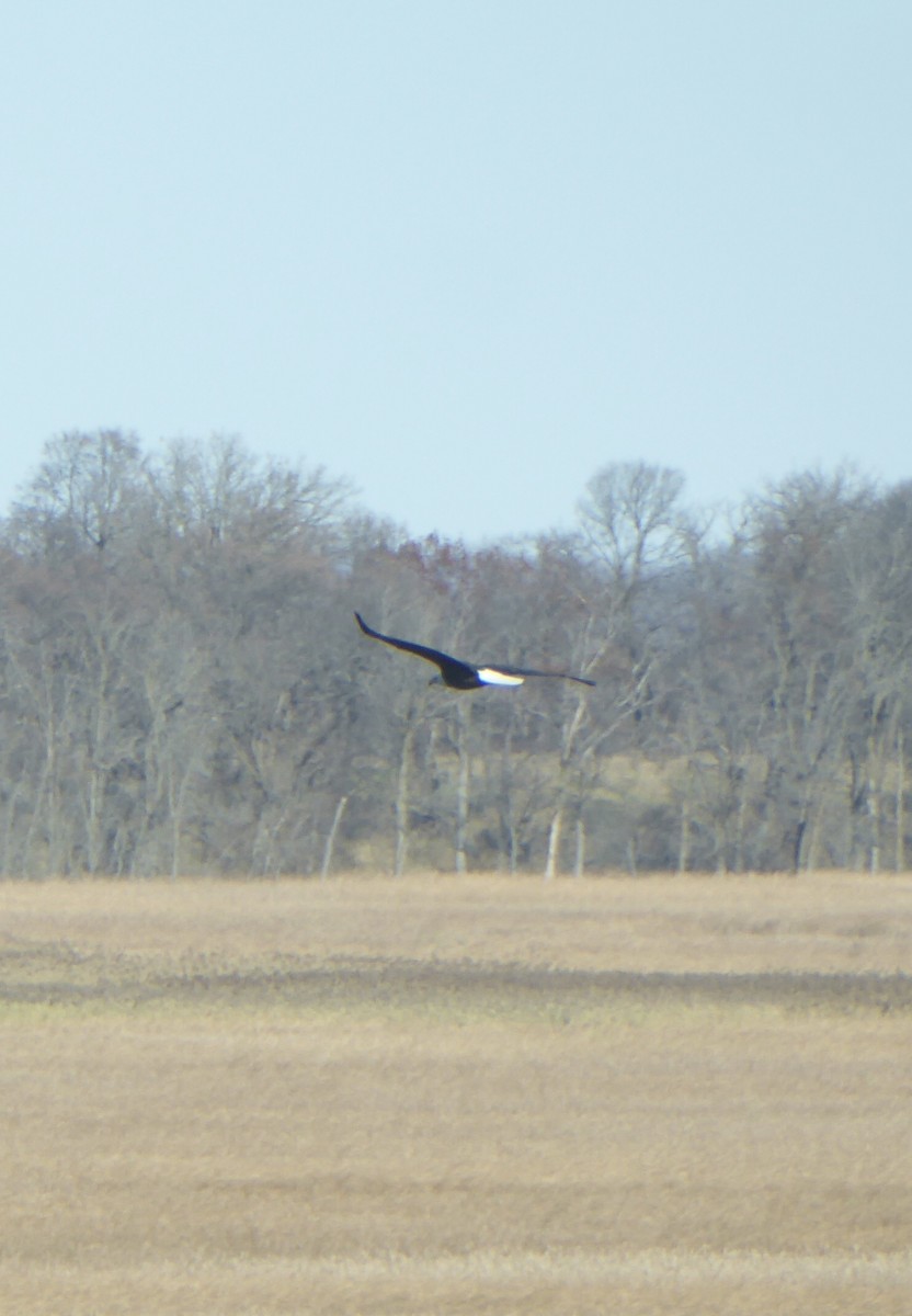 Ak Başlı Kartal - ML645886426