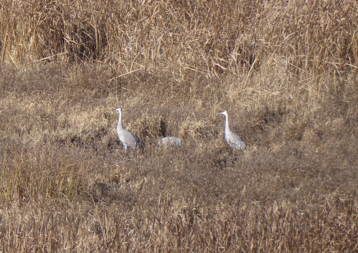 Kanada Turnası - ML645886429