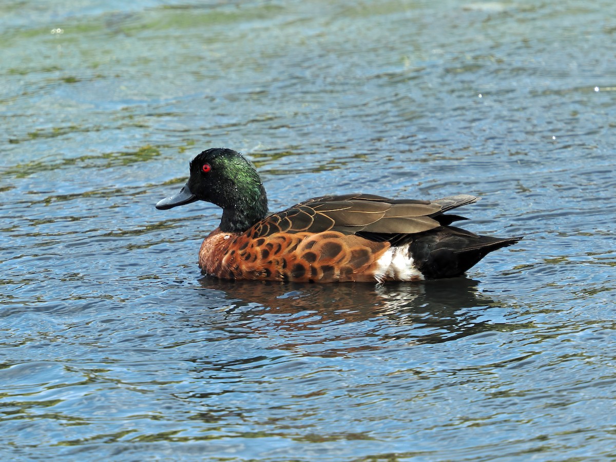 Chestnut Teal - ML645886436