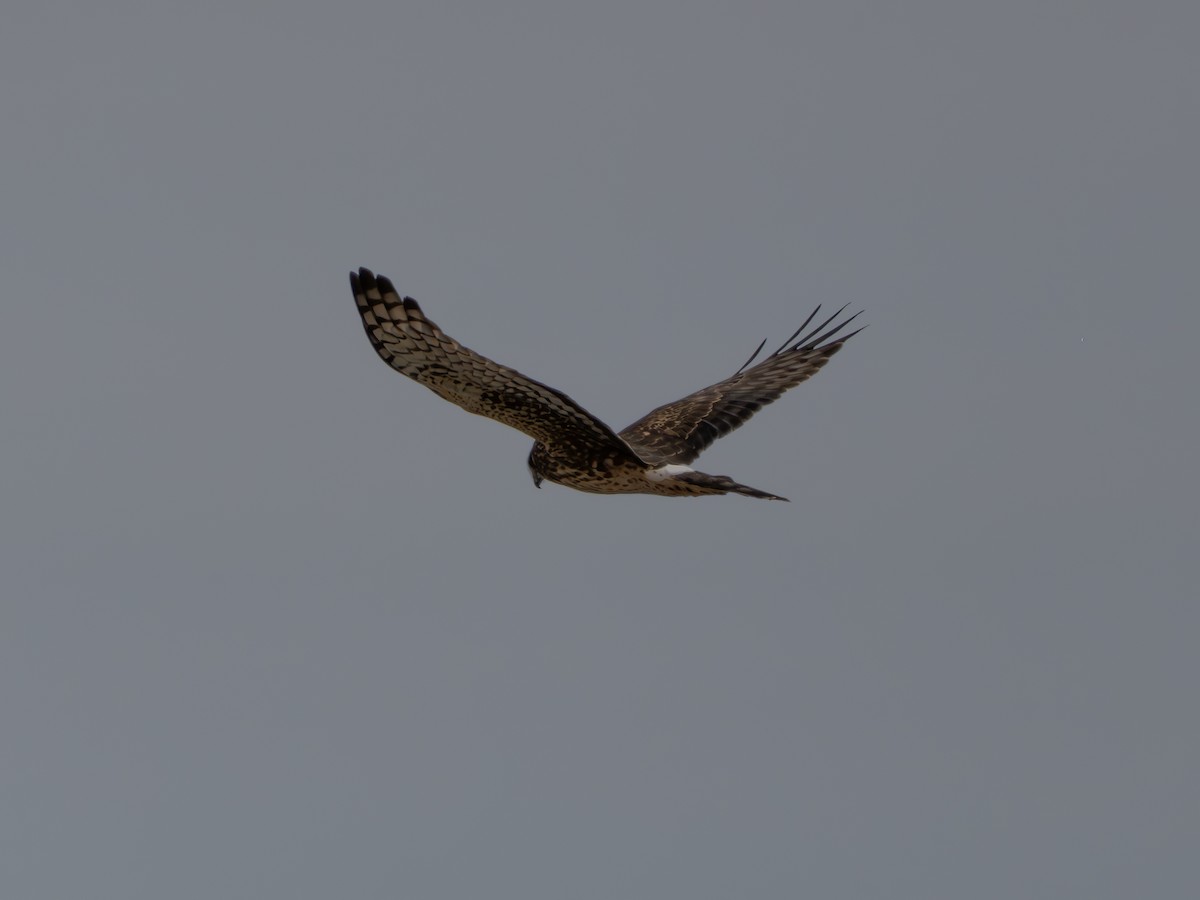 moták severoamerický - ML645886442