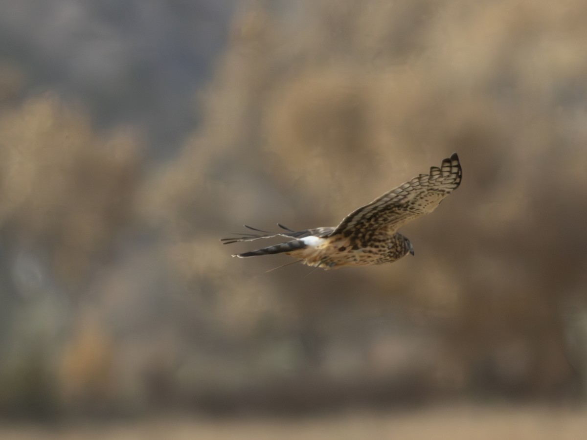 moták severoamerický - ML645886443