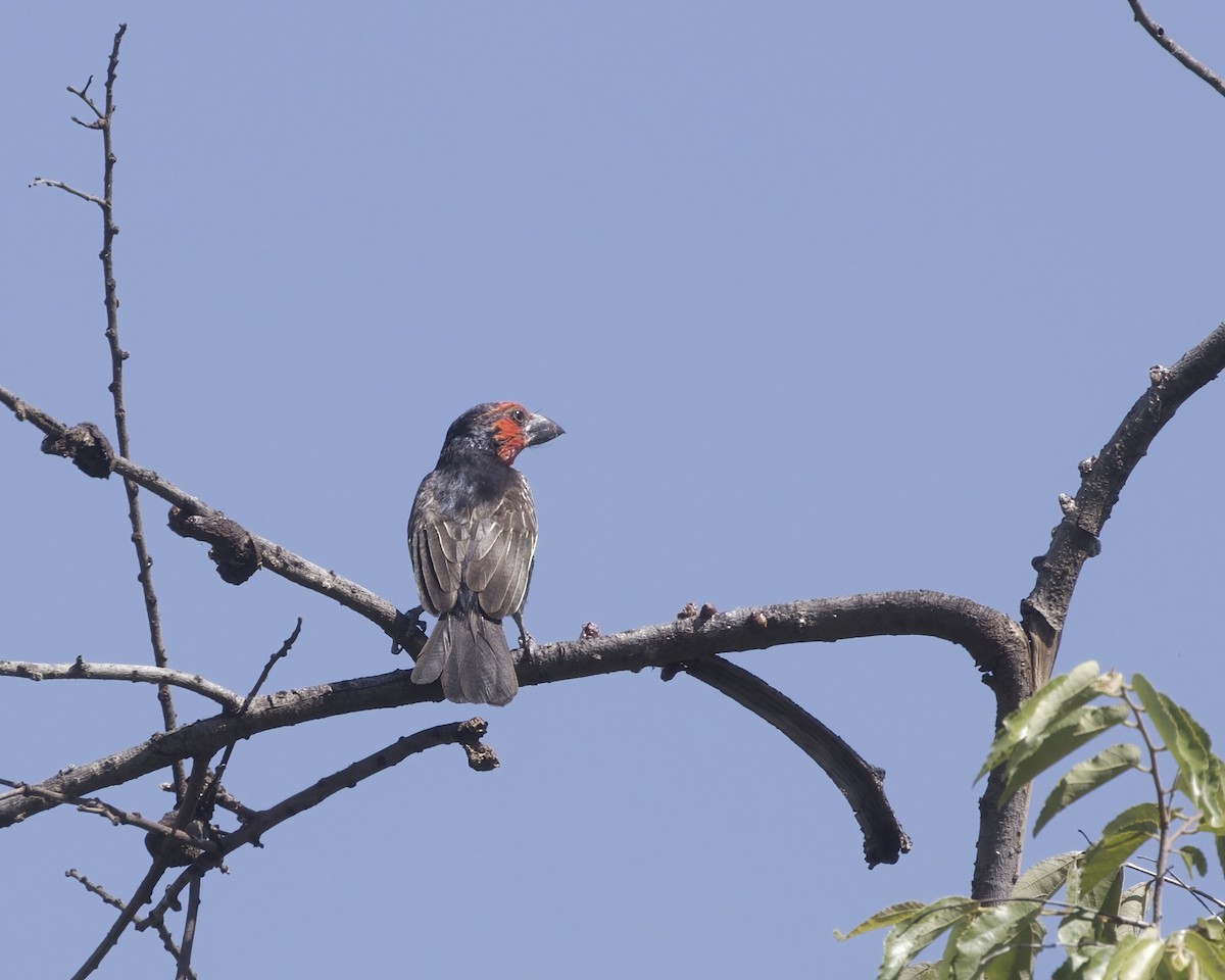 Black-billed Barbet - ML645886451