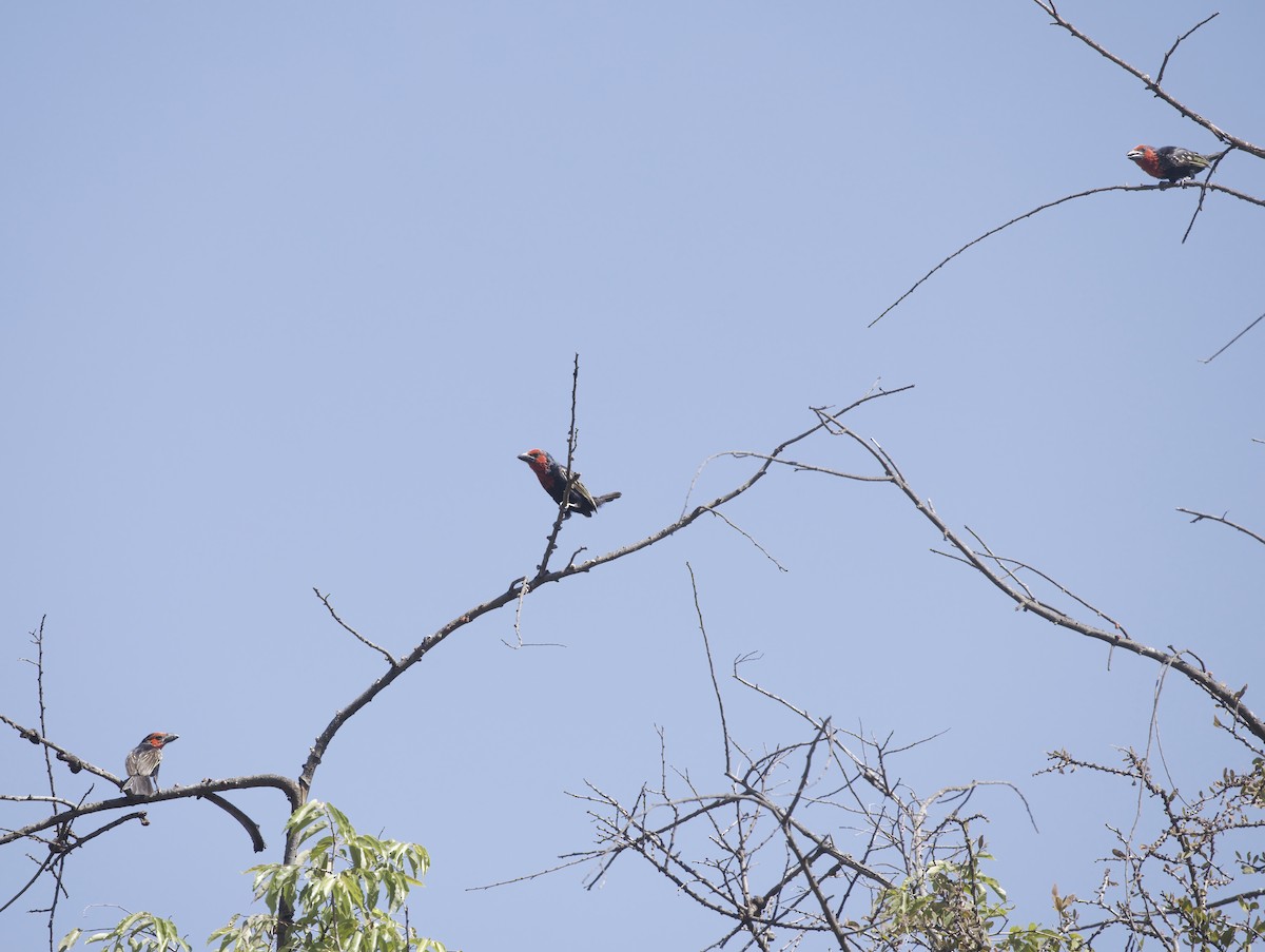 Black-billed Barbet - ML645886452