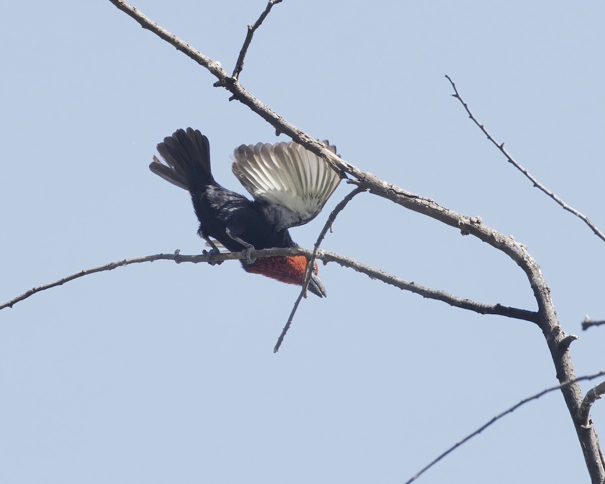 Black-billed Barbet - ML645886453