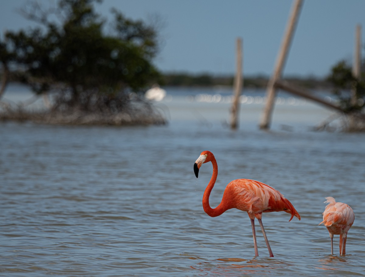 American Flamingo - ML645886455