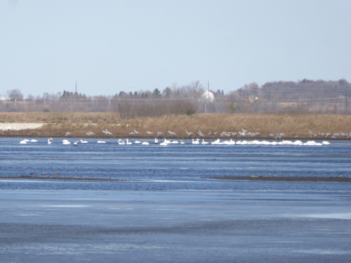 Küçük Kuğu - ML645886459