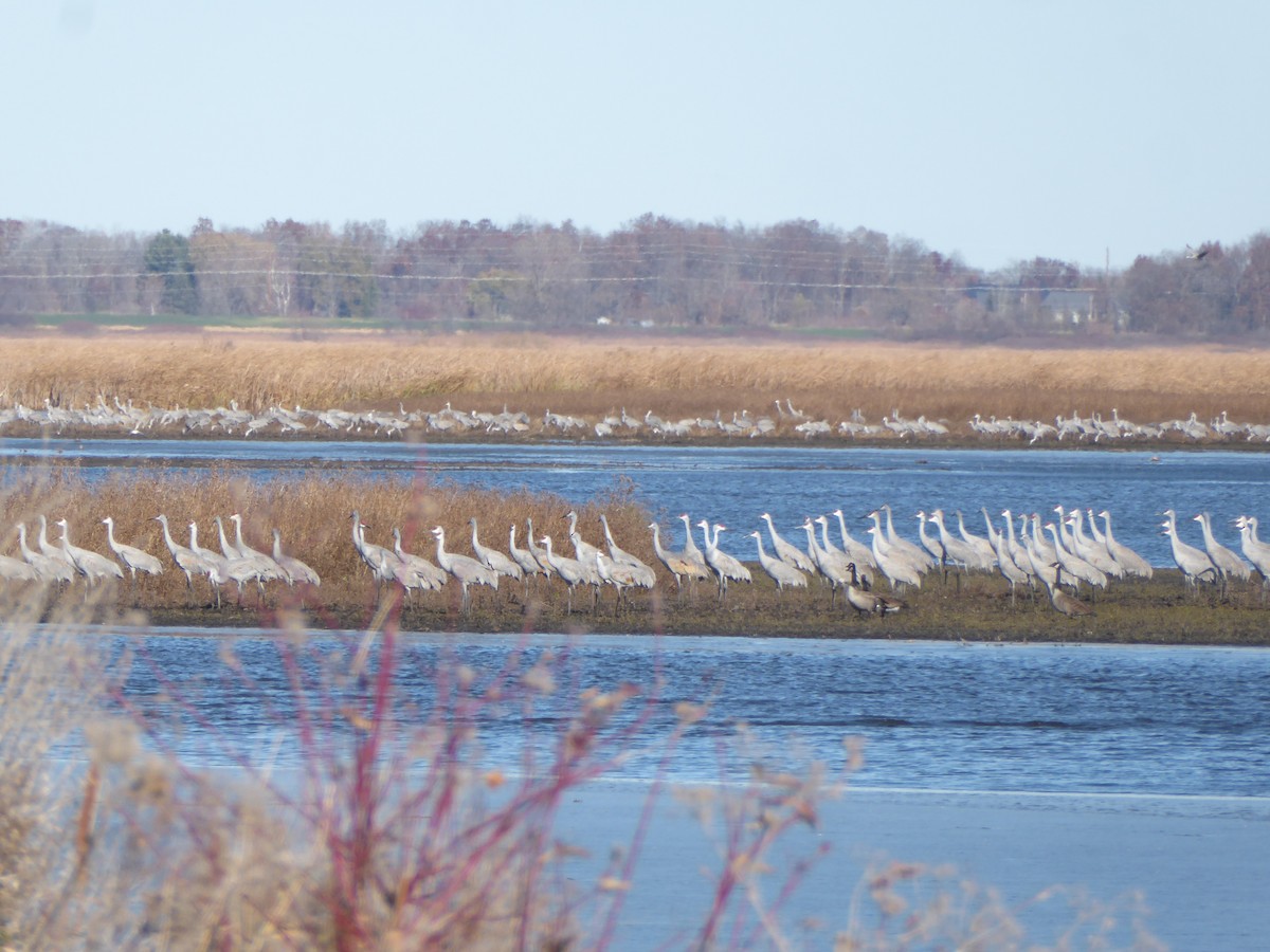 Kanada Turnası - ML645886468