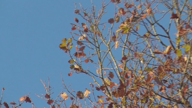 grankorsnebb - ML645886488