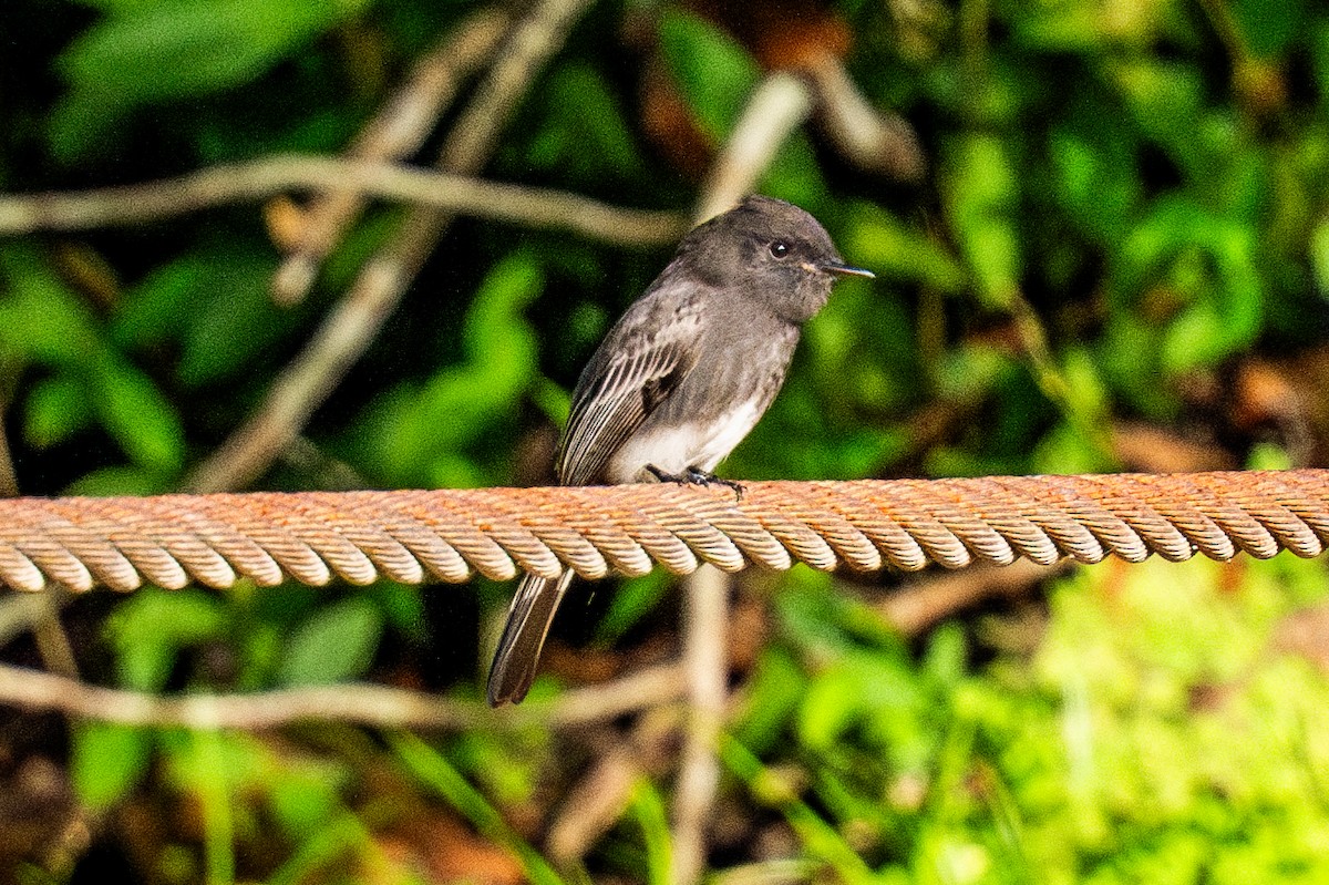 Black Phoebe - ML645886499