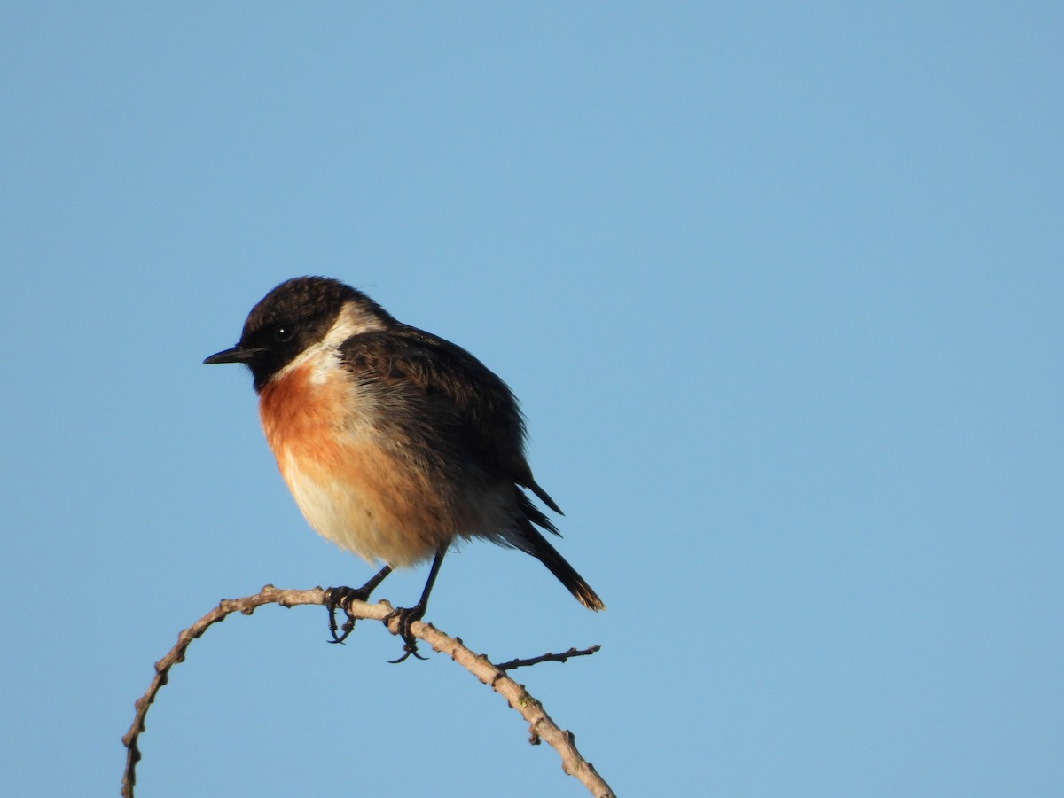 European Stonechat - ML645886537