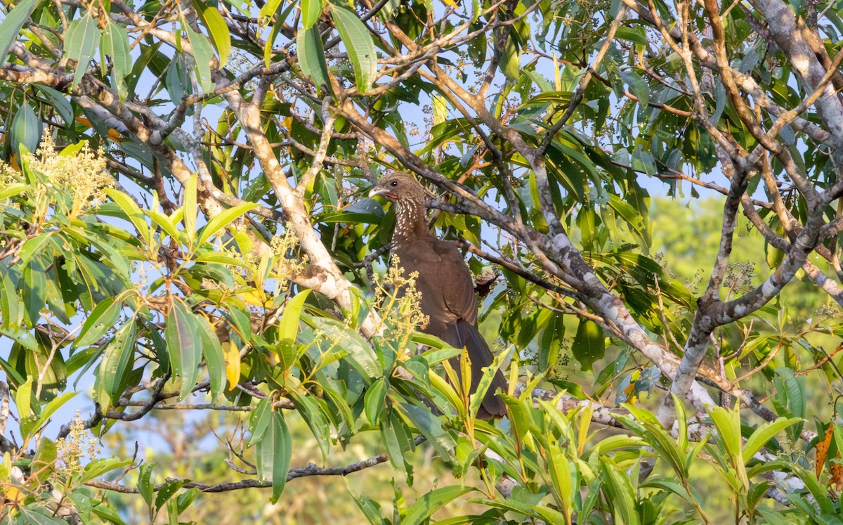 Speckled Chachalaca - ML645886538
