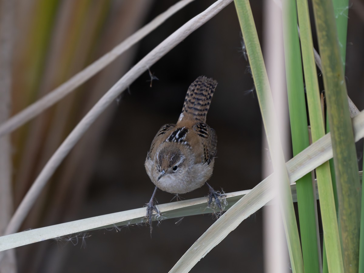 Sumpfzaunkönig - ML645886540