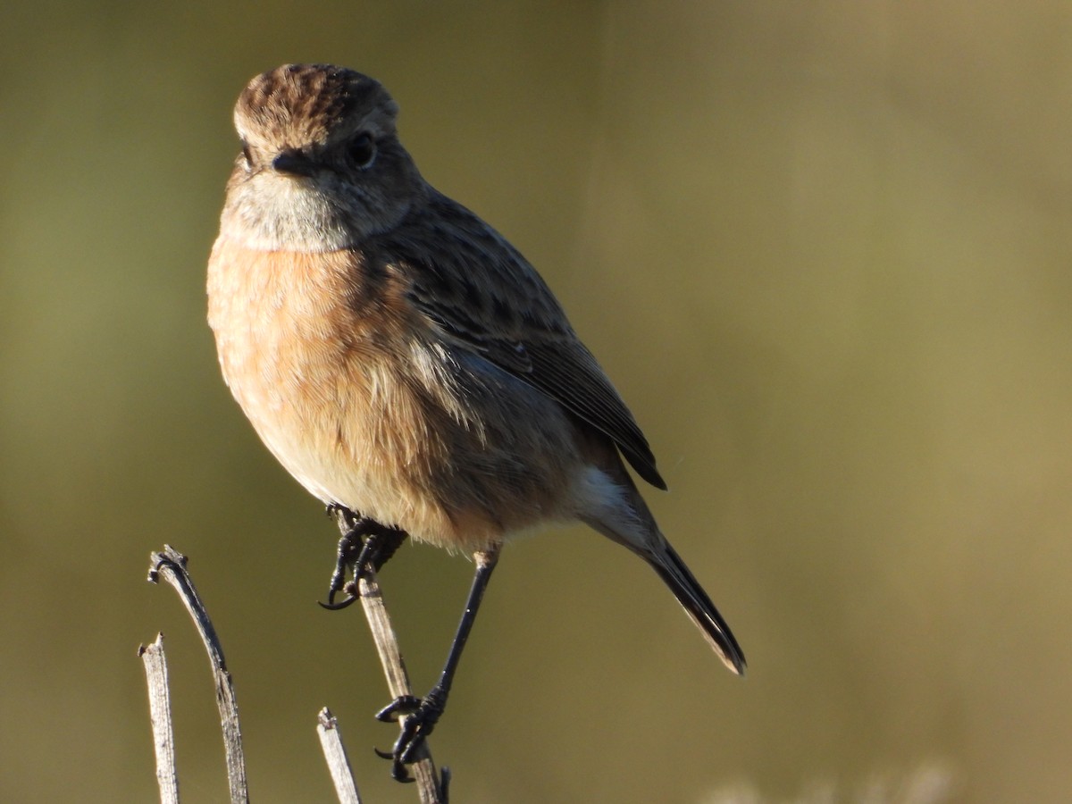 Schwarzkehlchen - ML645886541