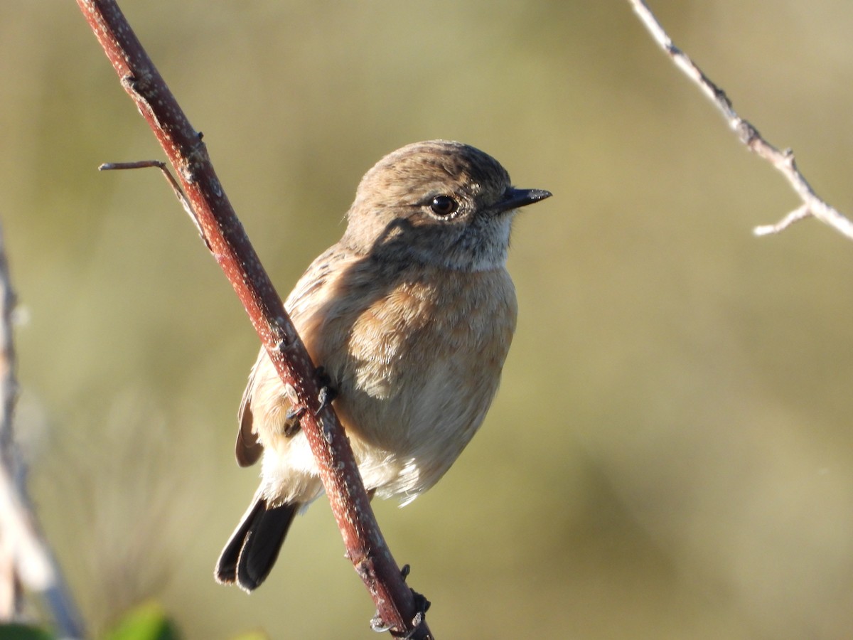 European Stonechat - ML645886542