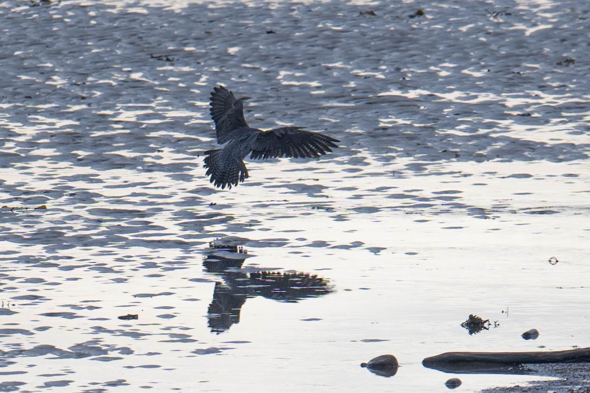 Wanderfalke - ML645886544