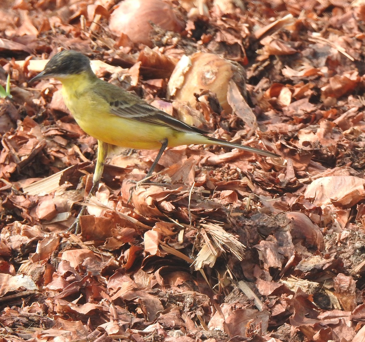 Schafstelze - ML645886546