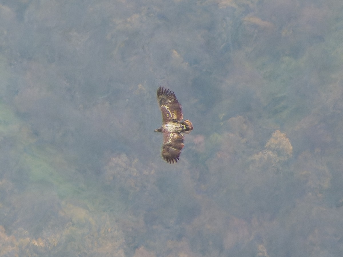 havørn - ML645886549