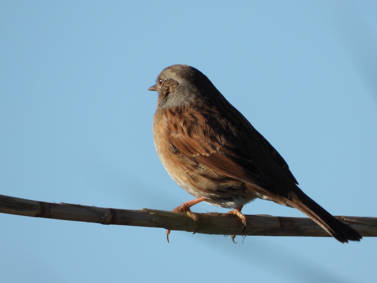 jernspurv - ML645886550