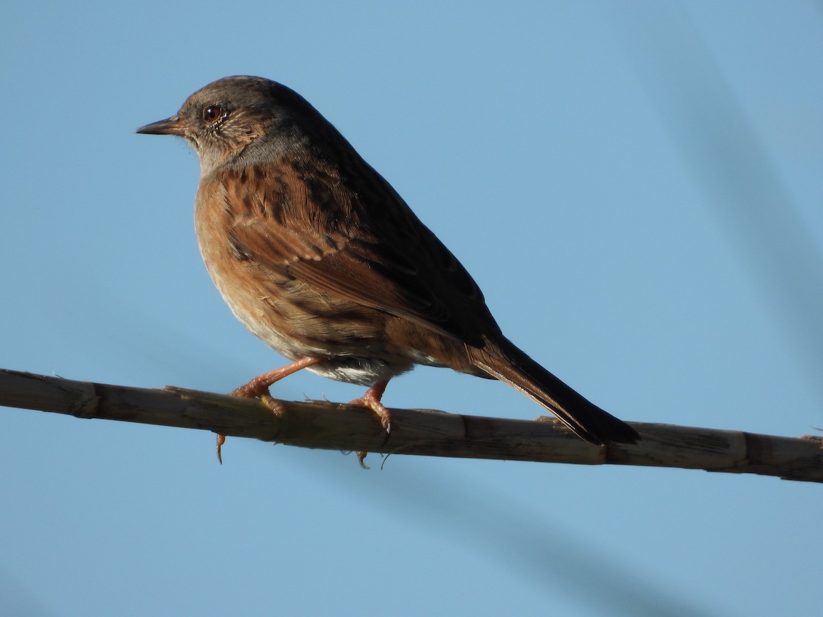 jernspurv - ML645886551