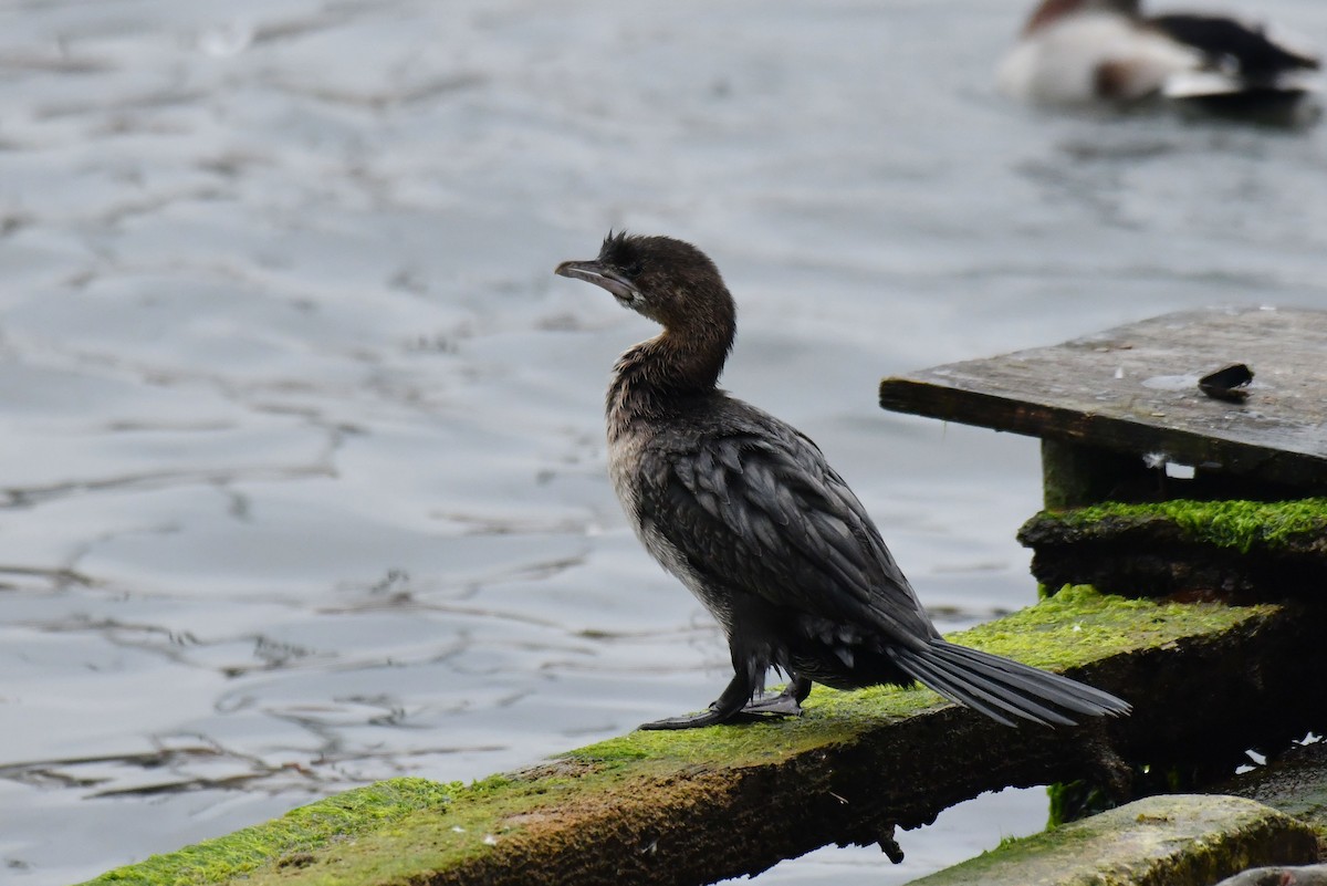 dvergskarv - ML645886552