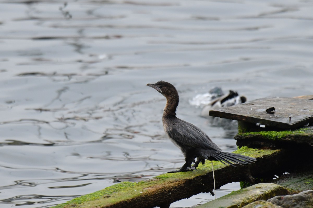 dvergskarv - ML645886553