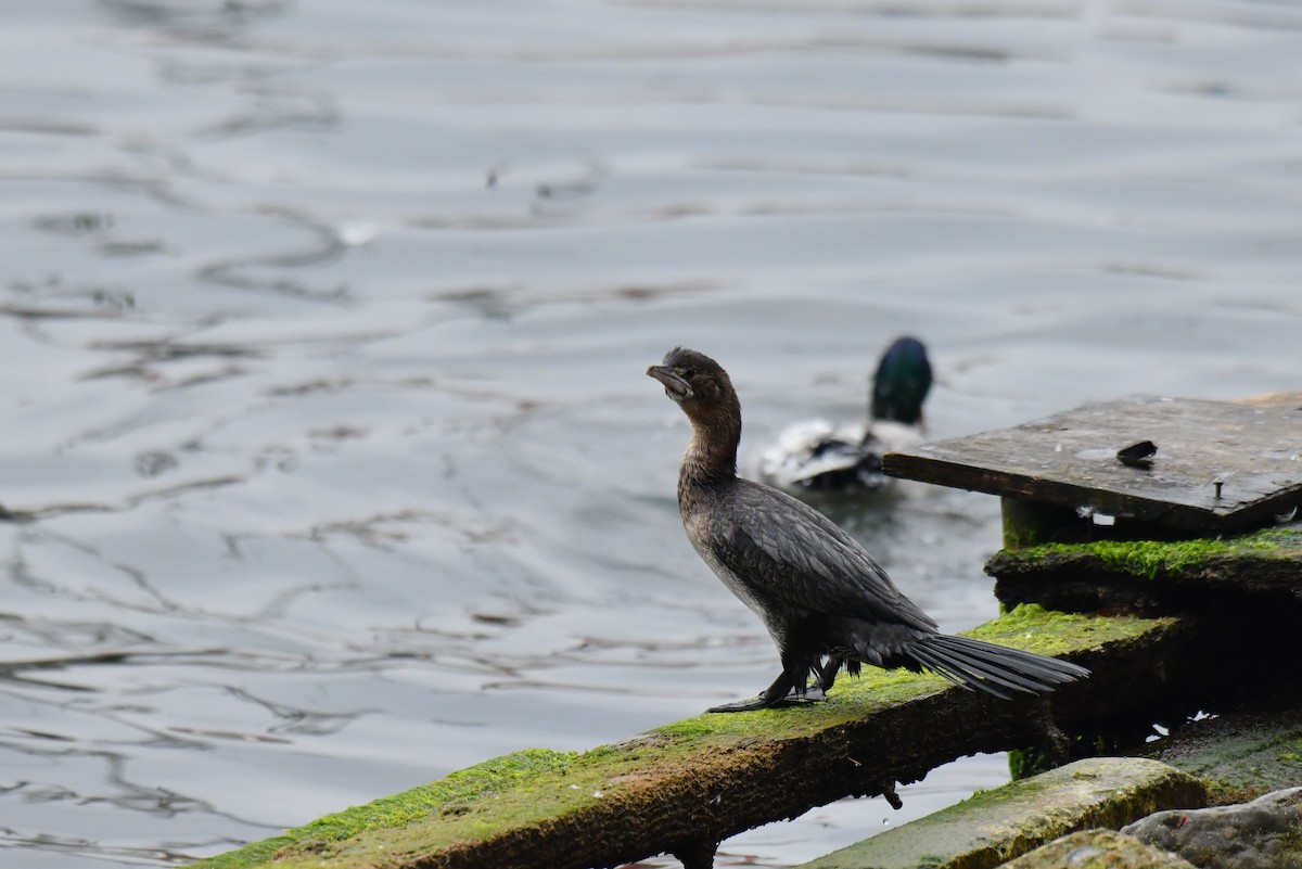 dvergskarv - ML645886554