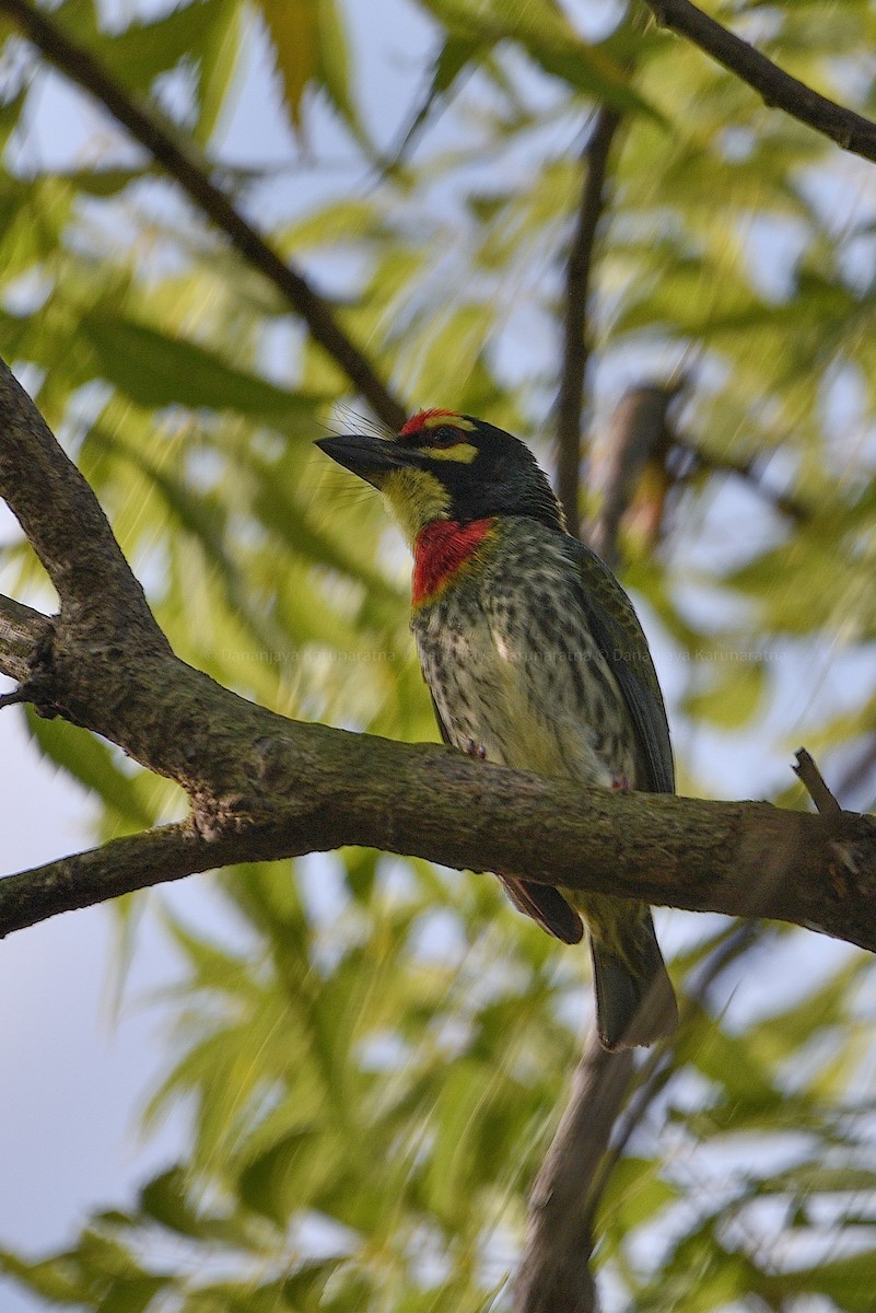 smedskjeggfugl - ML645886555