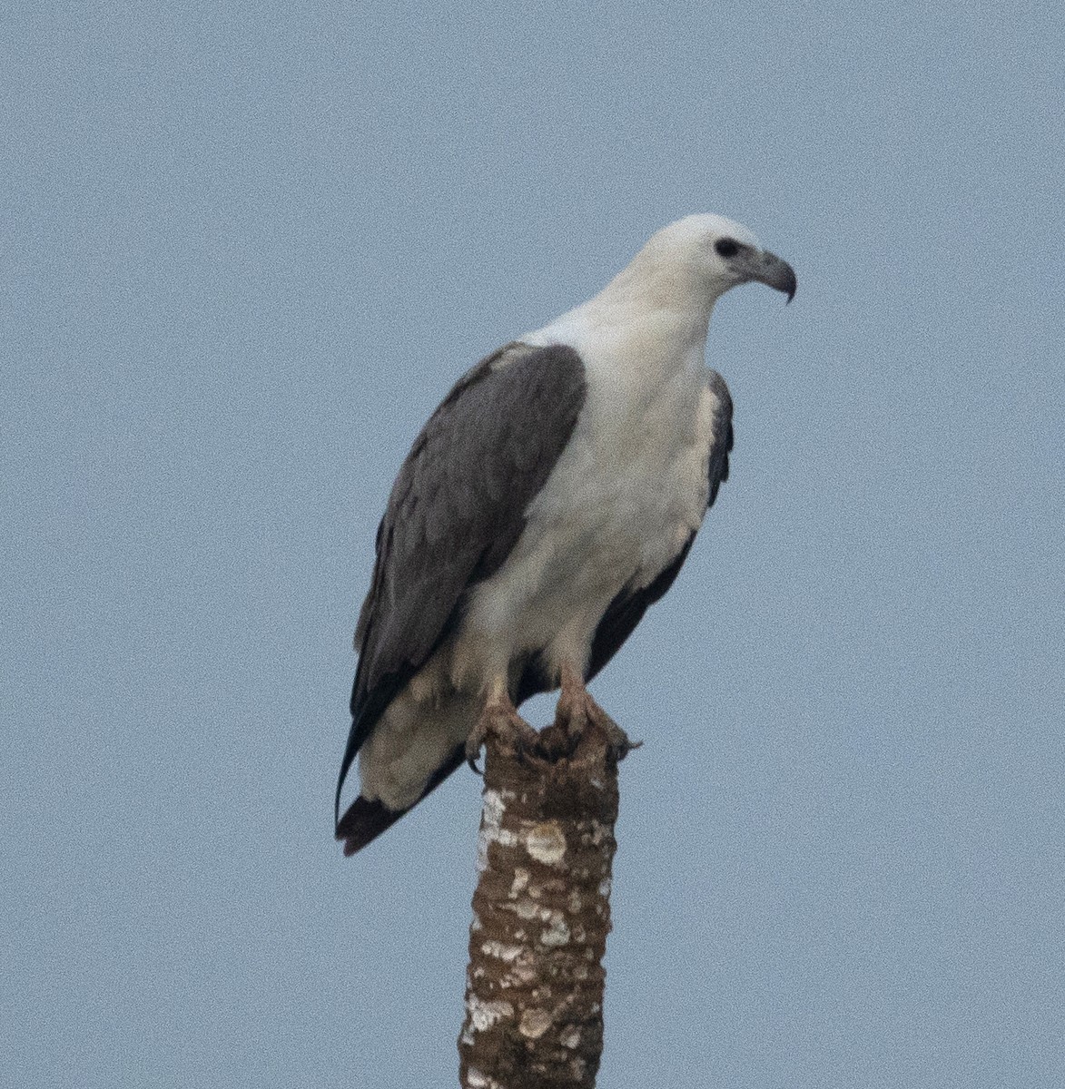 hvitbukhavørn - ML645886556