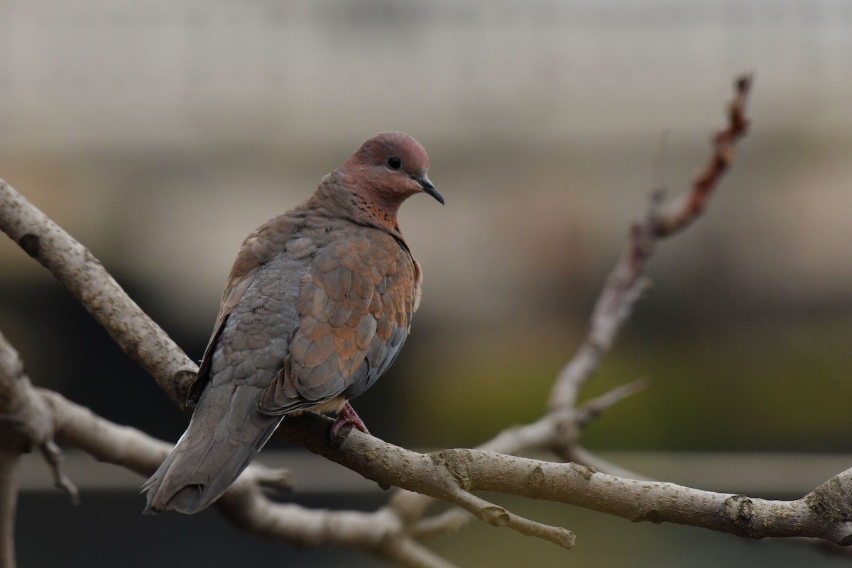 palmedue - ML645886557