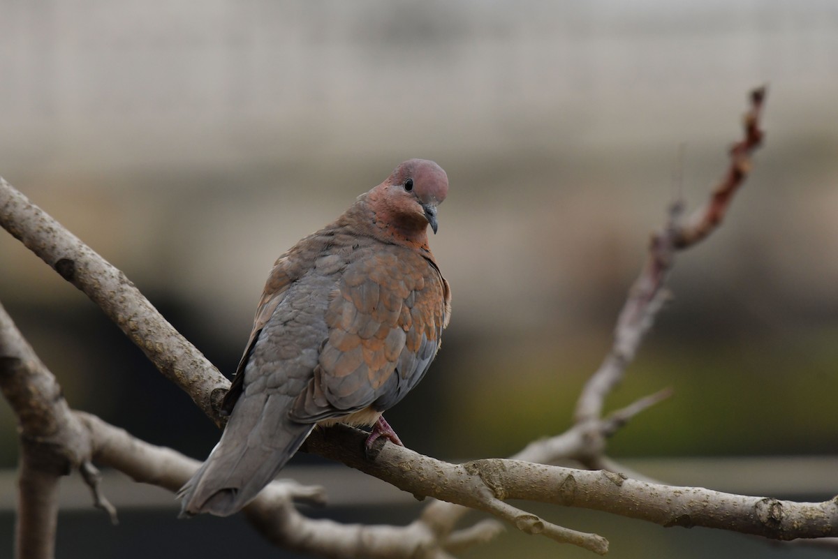 palmedue - ML645886558