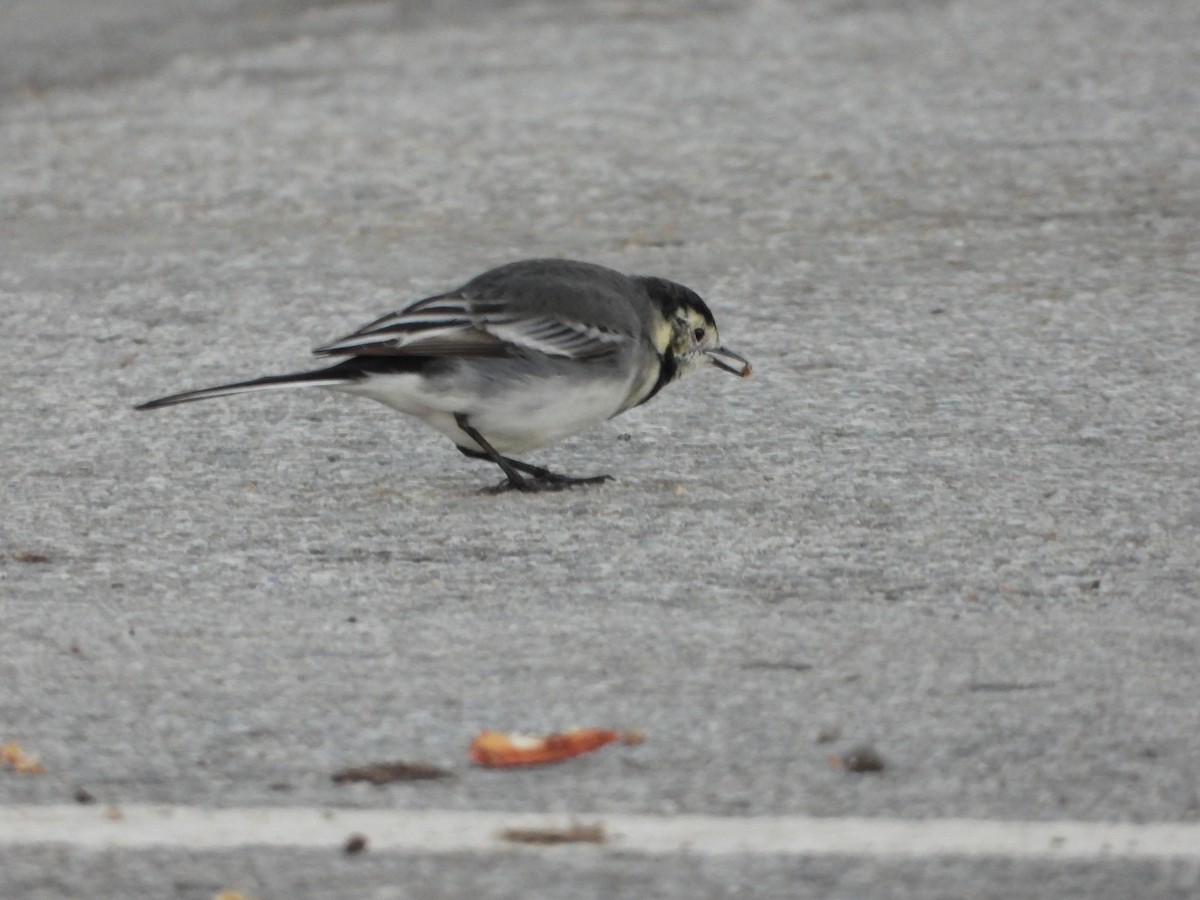 linerle (yarrellii) (svartryggerle) - ML645886560