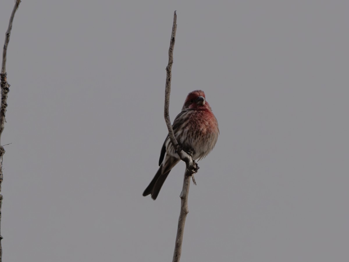 husrosenfink - ML645886561