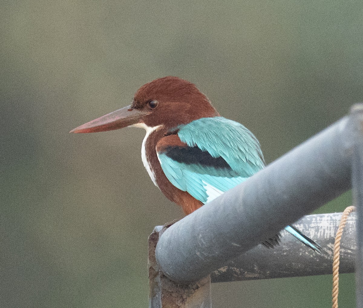 kastanjeisfugl - ML645886562