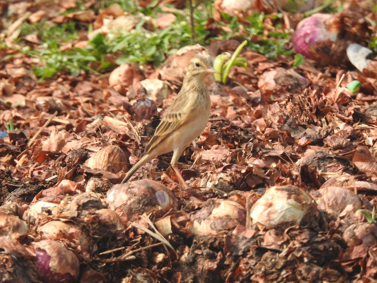 orientpiplerke - ML645886563