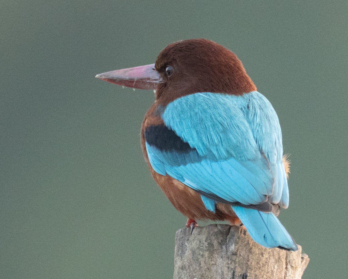 kastanjeisfugl - ML645886568