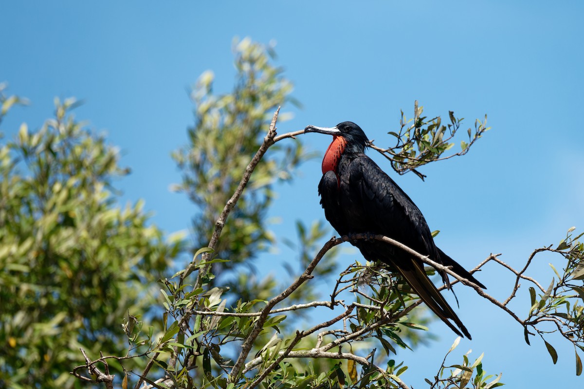 praktfregattfugl - ML645886570