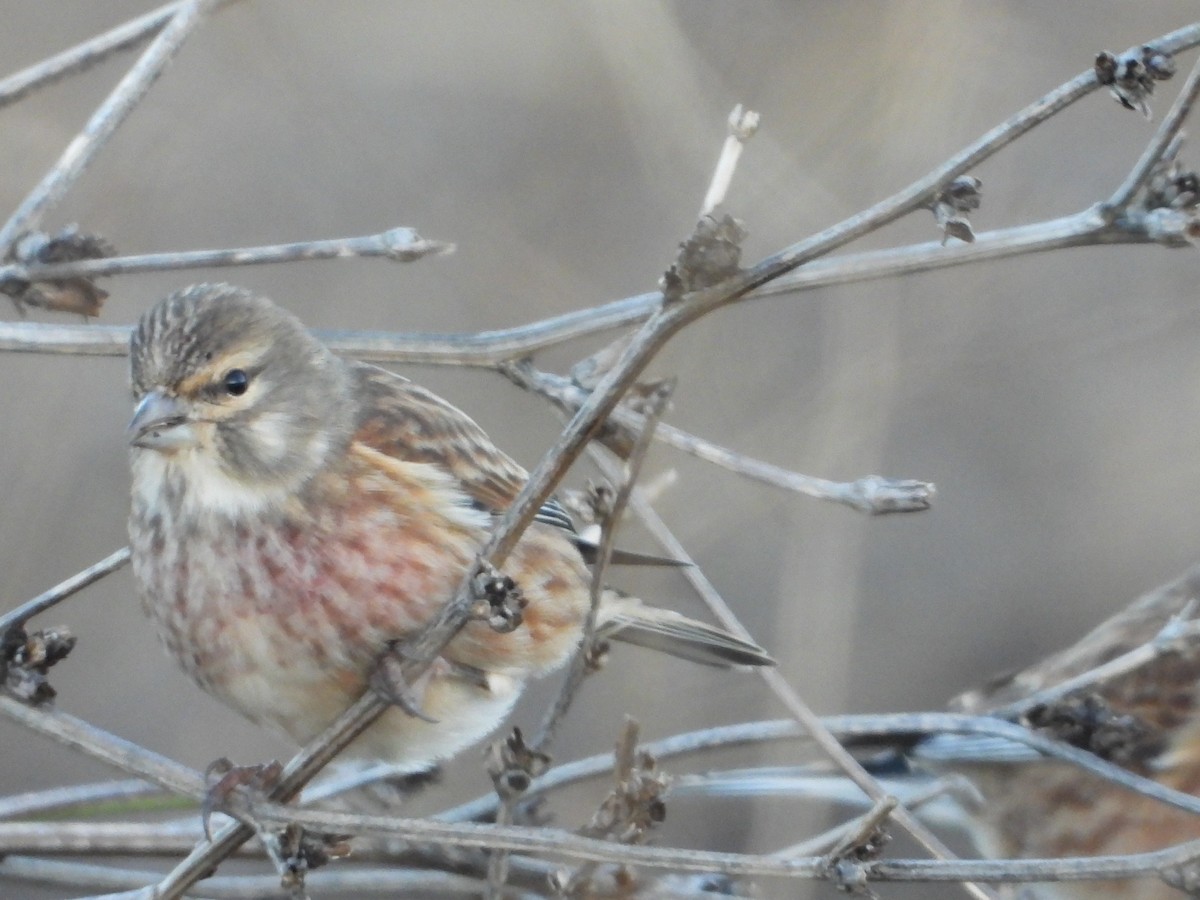 tornirisk - ML645886572