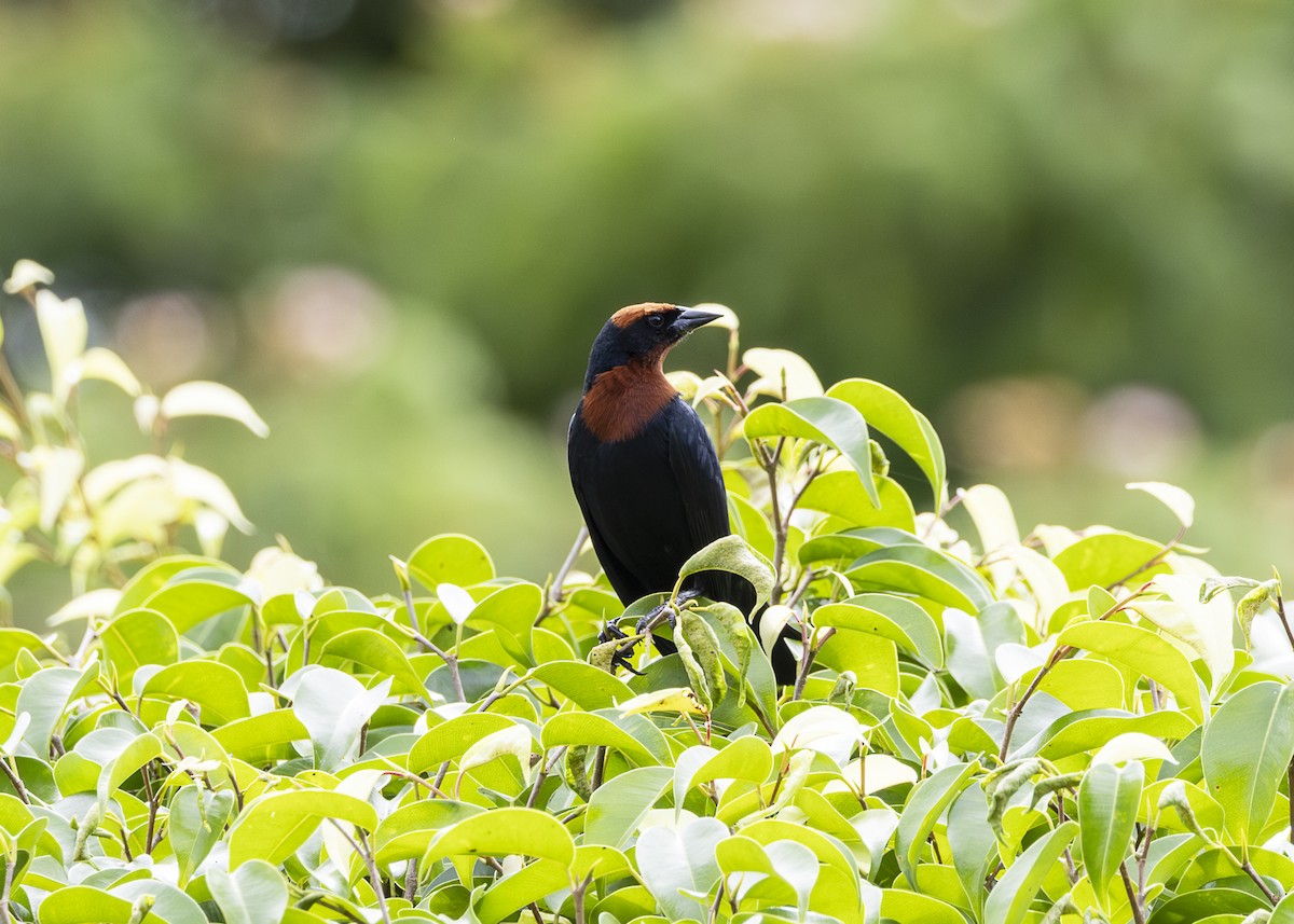 brunkronetrupial - ML645886573