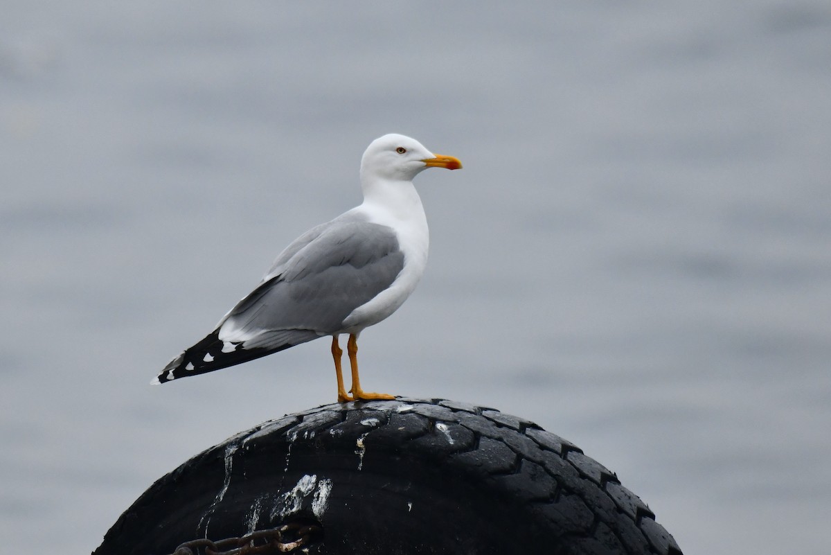 gulbeinmåke - ML645886574